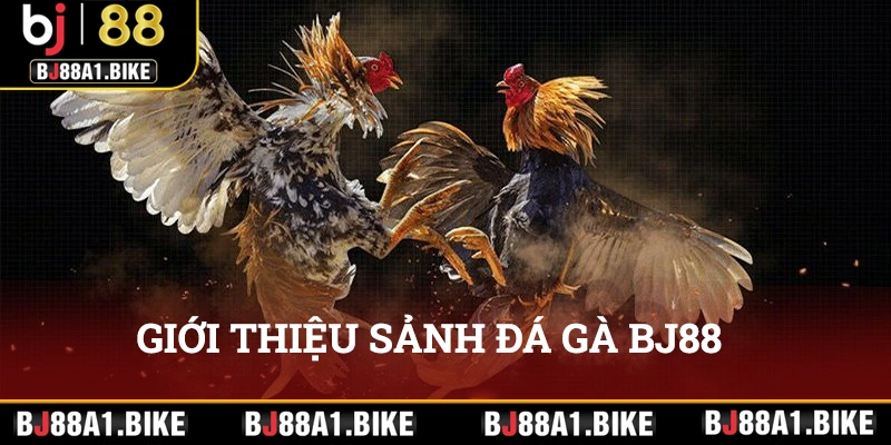 Giới thiệu sảnh đá gà tại BJ88