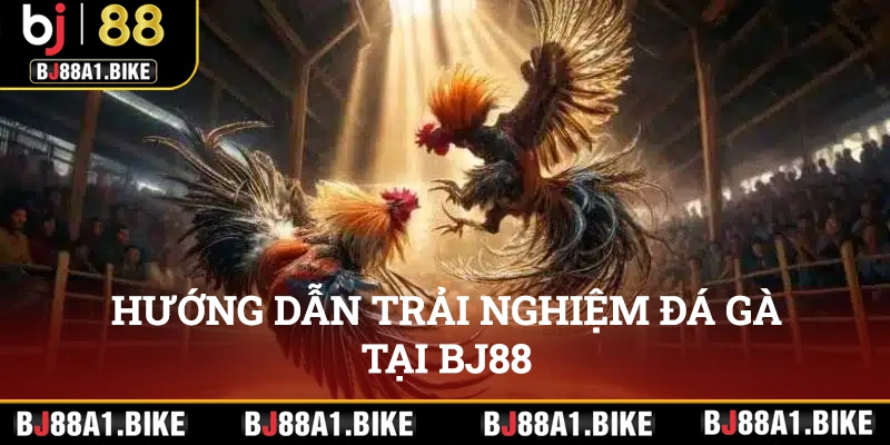 Hướng dẫn trải nghiệm đá gà tại BJ88